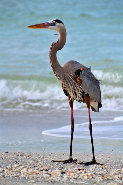 Great Heron on Beach in North Redington Beach, Florida - Encircle Photos