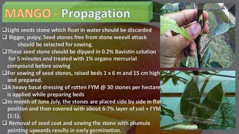 Mango cultivation practices