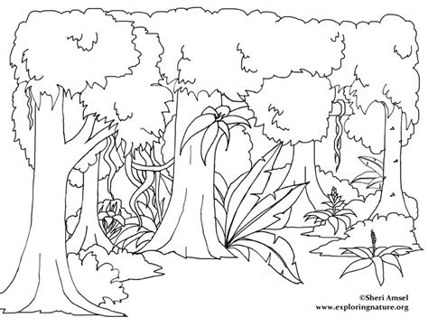 Rainforest Trees Drawing at GetDrawings | Free download