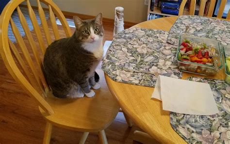 One of my cats waiting at the dinner table. He knows when we are about to have our noms. | Cats ...