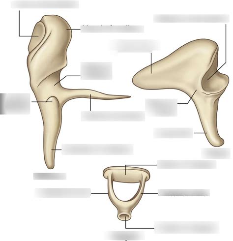 Ossicles Diagram | Quizlet