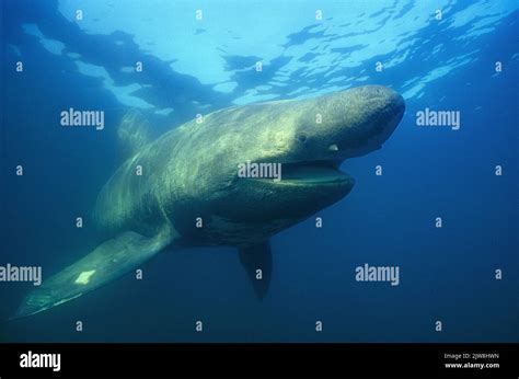 Basking shark open mouth hi-res stock photography and images - Alamy