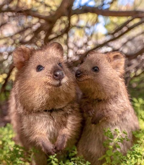 Facts you might not know about Quokkas | Quokka animal, Cute wild animals, Quokka baby