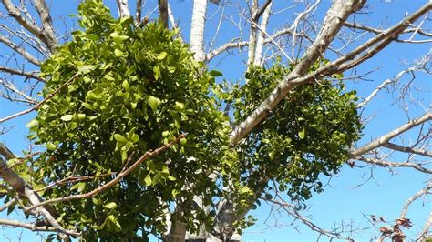 The parasitic mistletoe is a puzzling holiday tradition | Kansas City Star