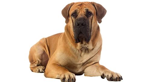 Boerboel Weight Chart | Boerboel Puppy Size & Growth Chart