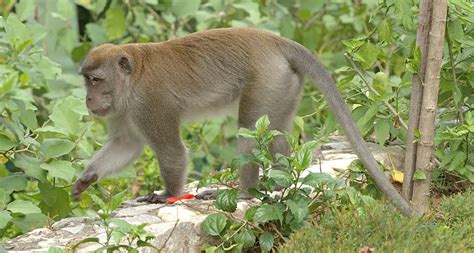 Crab-Eating Macaque | The Animal Facts | Appearance, Diet, Habitat