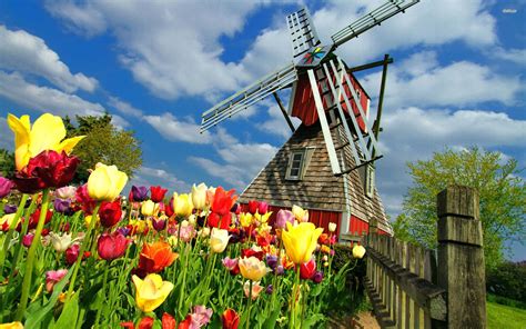 Windmill and Tulips HD Wallpaper - Colorful Dutch Windmill Scene