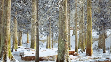 winter calm forest at sunny day 6189812 Stock Video at Vecteezy