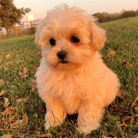 MALTIPOO (MALTESE × POODLE) | FEMALE | ID:2451-CCS – Central Park Puppies