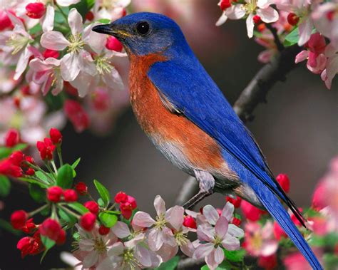 Blue bird of happiness | Beautiful bird wallpaper, Most beautiful birds ...