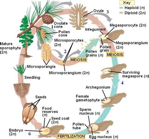 What Is The Sporophyte In A Pine Life Cycle - Forex Trading Guide, Tips ...