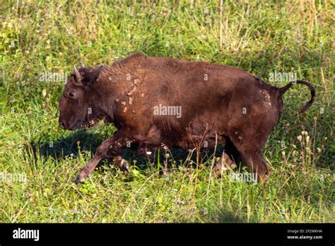 American Bison, (Bison bison) calf Stock Photo - Alamy