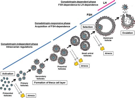 The role of pituitary gonadotropins and intraovarian regulators in follicle development: A mini ...