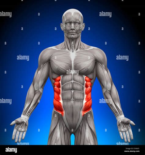 External Oblique - Anatomy Muscles Stock Photo - Alamy