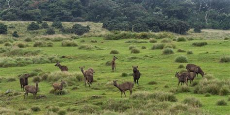 Horton Plains National Park: A Trekker's Paradise in Sri Lanka