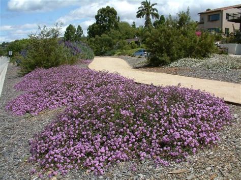 lantana montevidensis purple - Google Search | Low water plants, Drought tolerant garden, Ground ...