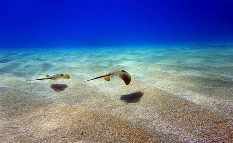 Premium Photo | Underwater photography scene with beautiful stingray