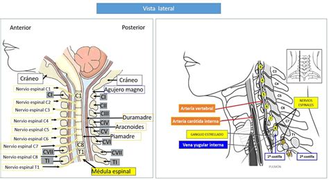 Raices Nerviosas Cervicales