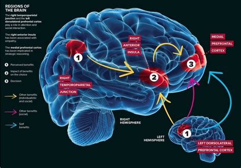 anterior insula News Research Articles