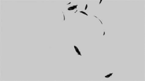 Feathers Falling Feathers GIF - Feathers Falling Feathers Bird Feather ...