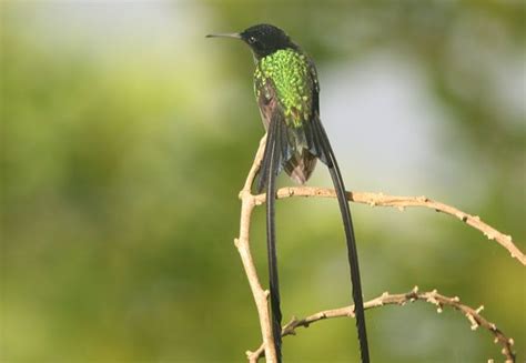 The Black-billed Streamertail Hummingbird (Trochilus scitulus) is endemic to eastern Jamaica ...