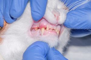 Cat Mouth Cancer: Detection and Treatment of This Feline Health Issue