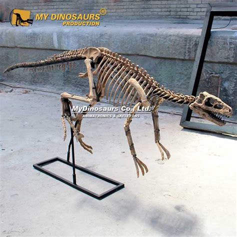 DS-094 Life-size Coelurosauria Skeleton for sale | My Dinosaurs