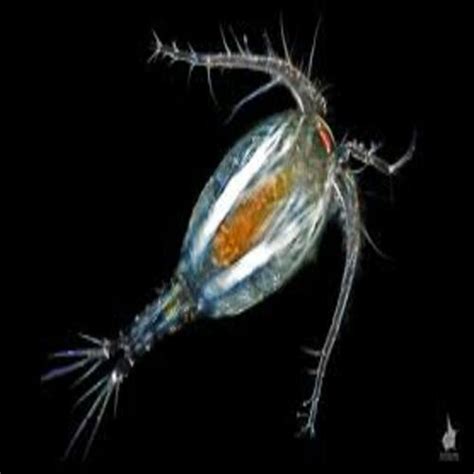 Freshwater Copepods - 3 Species Archives - Aquatic Live Food | Aqua ...