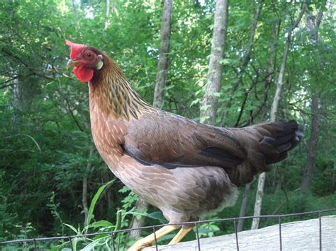 Pam's Backyard Chickens: Breed Profile - Brown Leghorns