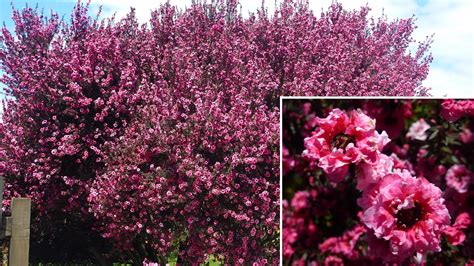 Leptospermum scoparium – Karin's Garden