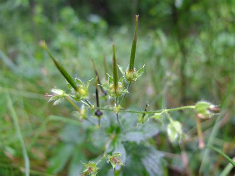 Spotted Geranium — Geranium maculatum | Nomad Seed Project