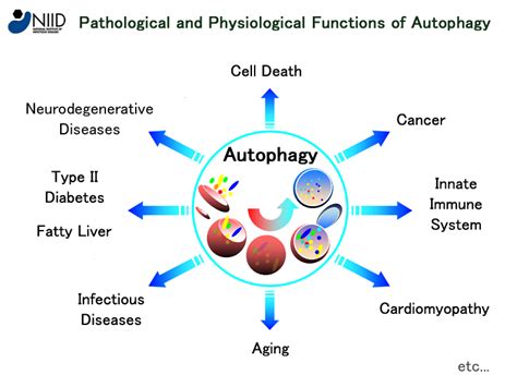 Autophagy Database