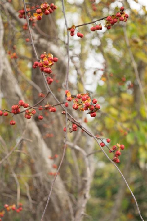 American Bittersweet - Celastrus Scandens | Shrubs | Cold Stream Farm