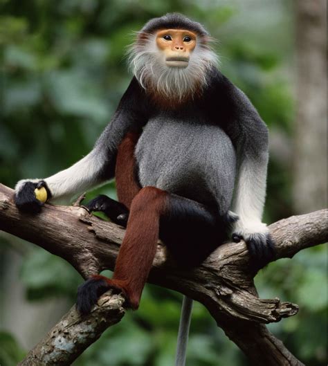 Monkey Mania: Red-shanked douc langur - CGTN