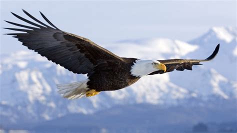 Bald Eagle In Mid air Flight Over Homer Spit Kenai Peninsula Alaska Winter Wallpapers HD ...