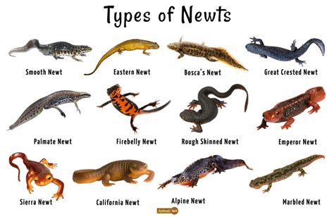 What Do Common Newts Eat? - Pet Food Guide