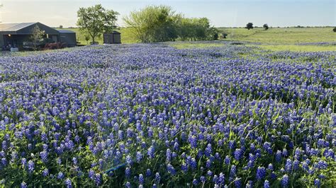 Texas' most beautiful bluebonnets can be found along the Ennis ...