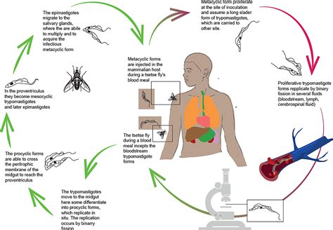 Frontiers | Human African Trypanosomiasis (sleeping sickness): Current knowledge and future ...