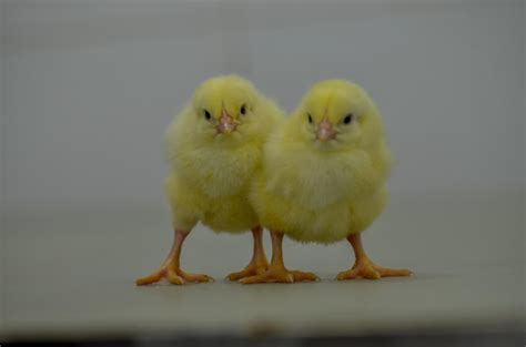 Quality Day Old Chicks Available - Agriculture - Nigeria