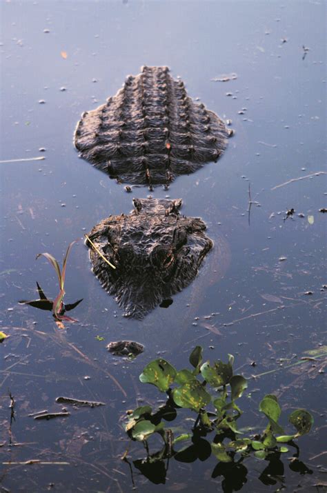 Alligator in Polk County Lake, Central Florida | Experience … | Flickr