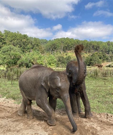 Visiting an Elephant Sanctuary: The Anticipation vs. the Sobering ...