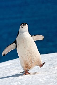 Chinstrap Penguins Get Their Dance On in Antarctica - ABC News