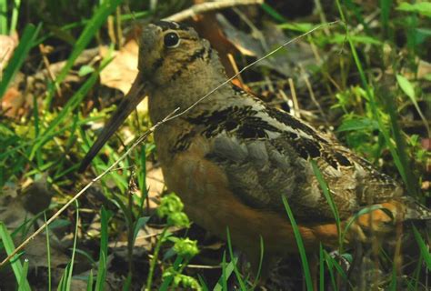 Wildlife Wednesday: American woodcock population steadily decreasing