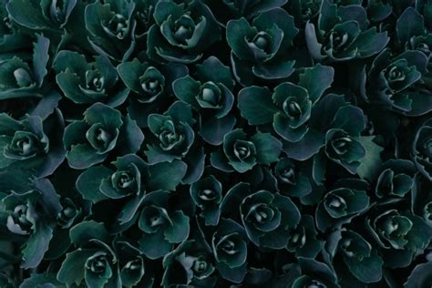 Dark Green Plants - 6000x4000 Wallpaper - teahub.io