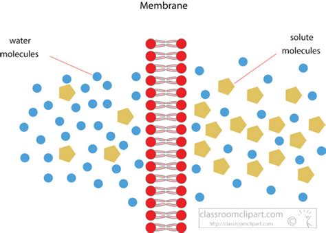 Science Clipart - llustration-osmosis-through-cell-membrane-clipart ...