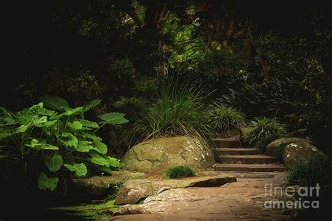 Wollongong Botanic Gardens Photograph by Byron Linturn - Fine Art America