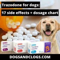 Trazodone For Dogs: 17 Side Effects + Dosage Chart (2023) – DogsAndClogs