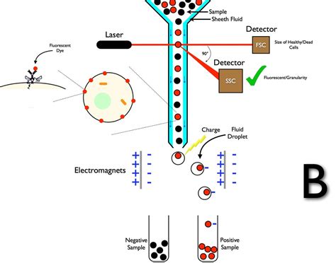 Flow cytometry principle | how facs work? - Shomu's Biology