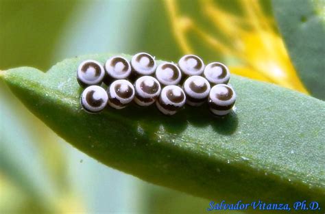 Hemiptera-Heteroptera-Pentatomidae-Murgantia histrionica-Harlequin Bug EGGS (B) - Urban Programs ...