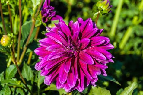 Pink dahlia stock photo. Image of botany, head, delicate - 67463638